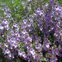 Shrubs The Edible Plants Pack 18 Shrubs The Edible Plants Pack