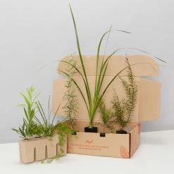 Shrubs Native Mixed Pack