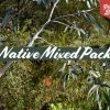 Shrubs Native Mixed Pack