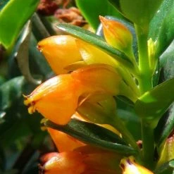 Indoor Garden Nematanthus Fortaleza "Gold Fish Plant"