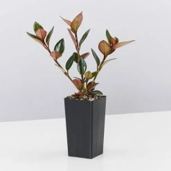 Indoor Garden Nematanthus Fortaleza