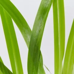 Shrubs Full Sun Neomarica Gracilis 'Walking Iris'