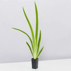 Shrubs Full Sun Neomarica Gracilis 'Walking Iris'