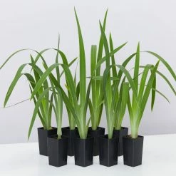 Shrubs Border Plants Neomarica Caerulea Indigo Blue