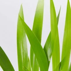 Shrubs Neomarica Northiana 'Walking Iris' Plant Packs Border Plants