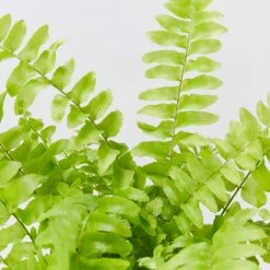 Indoor Garden Fern Mixed Pack 85mm
