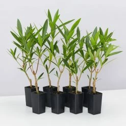 Shrubs Nerium Oleander Double Pink