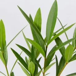 Shrubs Nerium Oleander Double Pink