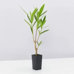 Shrubs Nerium Oleander Double Pink