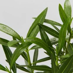 Hedge Shrubs Nerium Oleander Dwarf Apricot