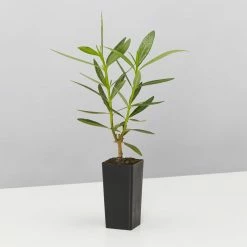 Hedge Shrubs Nerium Oleander Dwarf Apricot