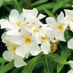 Hedge Shrubs Nerium Oleander "Madonna"