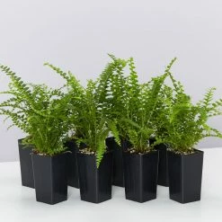 Indoor Garden Ground Covers Nephrolepis Cordifolia Duffii