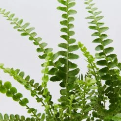 Indoor Garden Ground Covers Nephrolepis Cordifolia Duffii