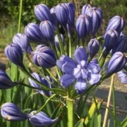 Plants In A Box Agapanthus Double Blue Boy Hedging Plants