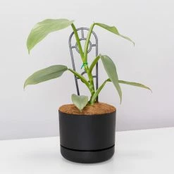Pot + Plant Gift Box Philodendron Hastatum Silver Sword - Pot + Plant + Soil Easy Care Plants