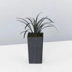 Shrubs Ophiopogon Planiscapus Nigrescens Black Mondo