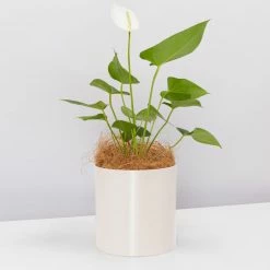Urban Eden Oatmeal Vessel + Potted Plant