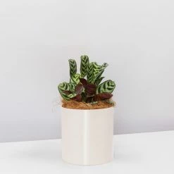 Urban Eden Oatmeal Vessel + Potted Plant
