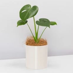 Urban Eden Oatmeal Vessel + Potted Plant