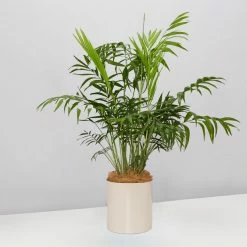 Urban Eden Oatmeal Vessel + Potted Plant