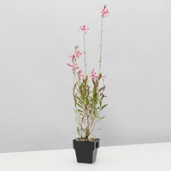 Shrubs Oenothera (Gaura) Lindheimeri Belleza Compact Light Pink 85mm