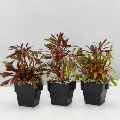 Shrubs Oenothera (Gaura) Lindheimeri Little Janie 85mm