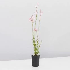 Shrubs Gaura Assorted Pack