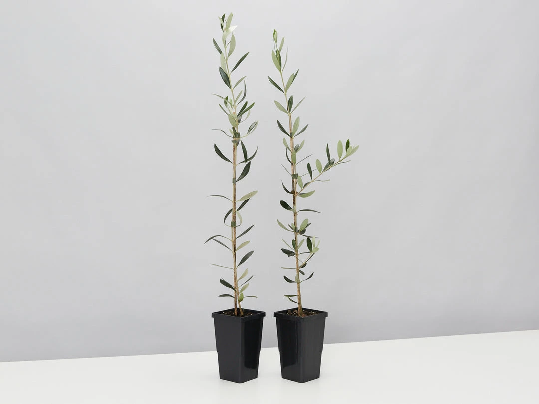 Shrubs Olive Tree - Olea Europaea Manzanillo - 2 Pack 3 Shrubs Olive Tree - Olea Europaea Manzanillo - 2 Pack