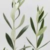 Shrubs Olea Europaea Frantoio 'Olive Tree' 90mm