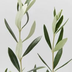 Shrubs Olive Tree - Olea Europaea Manzanillo - 2 Pack