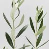 Shrubs Olea Europaea Frantoio 'Olive Tree'