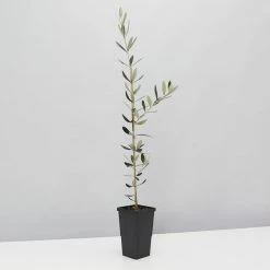 Shrubs Olea Europaea Frantoio 'Olive Tree' 90mm