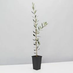 Shrubs Olive Tree Olea Europaea Picual