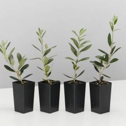 Shrubs Olive Tree Olea Europaea Manzanillo