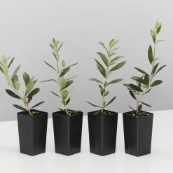 Shrubs Olive Tree - Olea Europaea Arberquina