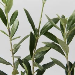 Shrubs Olive Tree Olea Europaea Manzanillo