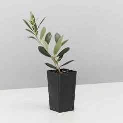 Shrubs Olive Tree Olea Europaea Manzanillo