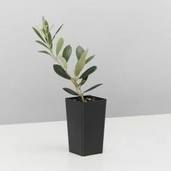 Shrubs The Coastal 🌞 Mixed Box Of Plants