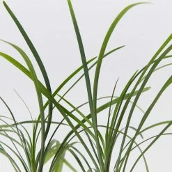 Shrubs Full Sun Ophiopogon Japonicus Mondo Grass