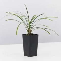 Shrubs Full Sun Ophiopogon Japonicus Mondo Grass