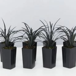 Shrubs Ophiopogon Planiscapus Nigrescens Black Mondo