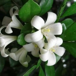 Shrubs Murraya Paniculata - Mock Orange Hedging Pack (Taller Size)