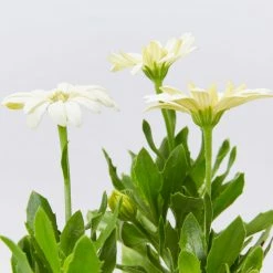 Shrubs Osteospermum Ecklonis 3D Lemon Ice