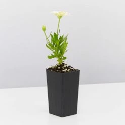 Shrubs Osteospermum Ecklonis 3D Lemon Ice