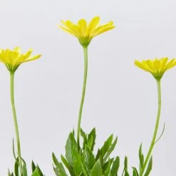 Shrubs Osteospermum Ecklonis 3D Yellow Full Sun