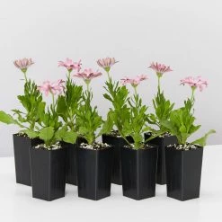 Shrubs Osteospermum Ecklonis Serenity Pink Magic Border Plants