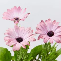 Shrubs Osteospermum Ecklonis Serenity Pink Magic Border Plants