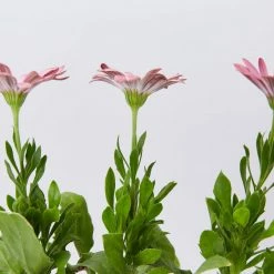 Shrubs Osteospermum Ecklonis Serenity Pink Magic Border Plants