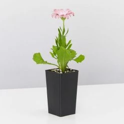 Shrubs Osteospermum Ecklonis Serenity Pink Magic Border Plants